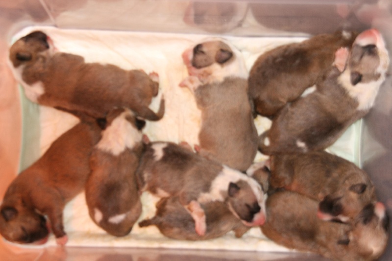 Of Amchax - Bull Terrier - Portée née le 19/02/2014